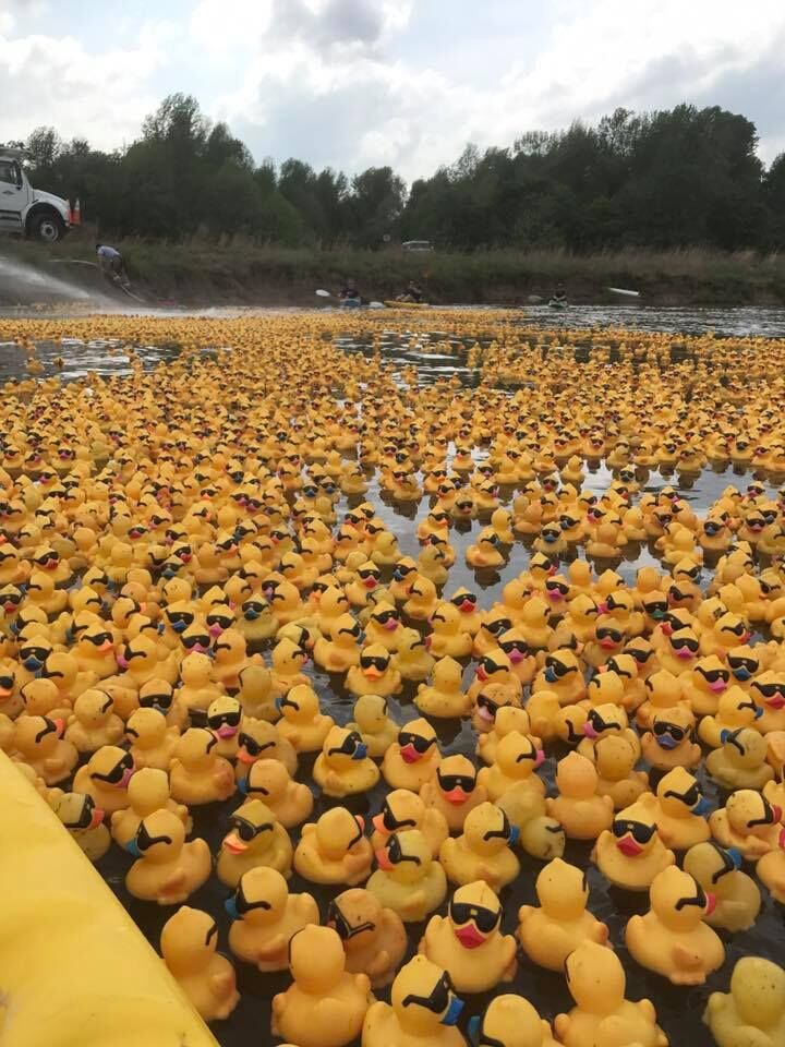 Ducks